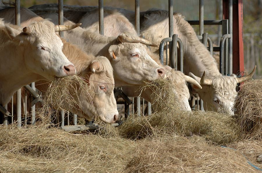 Image de la catégorie Râteliers et nourrisseurs