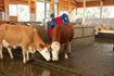 Image sur Brosse à vache HAPPYCOW Duo